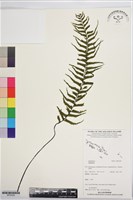 登錄號:BP03558藏品圖，第1張