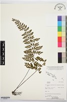 登錄號:BP03560藏品圖，第1張