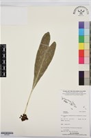 登錄號:BP03561藏品圖，第1張