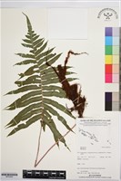 登錄號:BP03562藏品圖，第1張