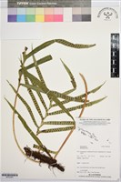 登錄號:BP03563藏品圖，第1張