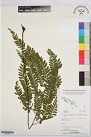 登錄號:BP03564藏品圖，第1張