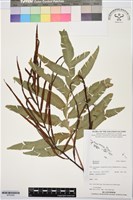 登錄號:BP03565藏品圖，第1張