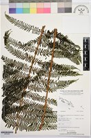 登錄號:BP03566藏品圖，第1張