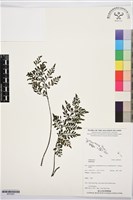 登錄號:BP03567藏品圖，第1張