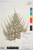 登錄號:BP03568藏品圖，第1張