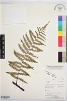 登錄號:BP03569藏品圖，第1張