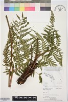 登錄號:BP03570藏品圖，第1張