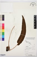 登錄號:BP03572藏品圖，第1張