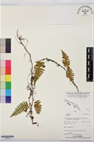 登錄號:BP03573藏品圖，第1張