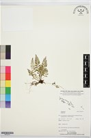 登錄號:BP03574藏品圖，第1張