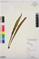 登錄號:BP03576藏品圖，第1張