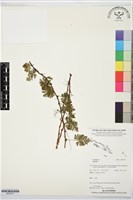 登錄號:BP03577藏品圖，第1張