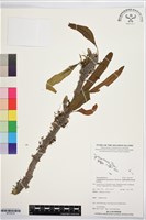 菲律賓厚葉蕨藏品圖，第1張