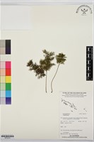 登錄號:BP03579藏品圖，第1張