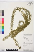 登錄號:BP03580藏品圖，第1張