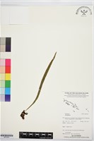 登錄號:BP03581藏品圖，第1張