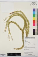 登錄號:BP03582藏品圖，第1張