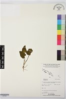 登錄號:BP03583藏品圖，第1張