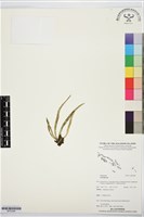 登錄號:BP03584藏品圖，第1張