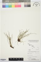 登錄號:BP03585藏品圖，第1張