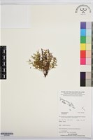 登錄號:BP03586藏品圖，第1張