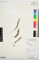 登錄號:BP03588藏品圖，第1張