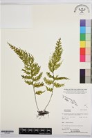 登錄號:BP03589藏品圖，第1張