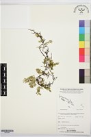 登錄號:BP03591藏品圖，第1張