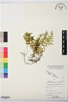 南洋厚壁蕨藏品圖，第1張