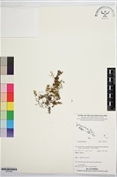 登錄號:BP03595藏品圖，第1張