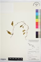 登錄號:BP03597藏品圖，第1張