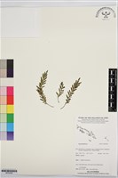 登錄號:BP03598藏品圖，第1張