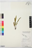 登錄號:BP03600藏品圖，第1張