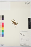 登錄號:BP03602藏品圖，第1張