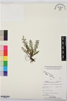 登錄號:BP03606藏品圖，第1張