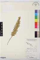 登錄號:BP03607藏品圖，第1張