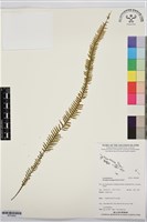 穴子蕨藏品圖，第1張