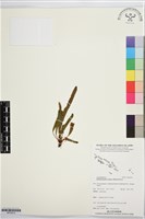 剛毛輻禾蕨藏品圖，第1張