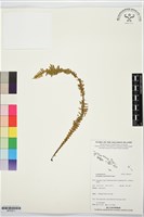 登錄號:BP03611藏品圖，第1張