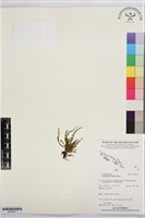 登錄號:BP03613藏品圖，第1張