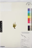 登錄號:BP03614藏品圖，第1張