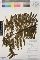 登錄號:BP03615藏品圖，第1張