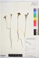 登錄號:BP03617藏品圖，第1張