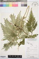 登錄號:BP03619藏品圖，第1張