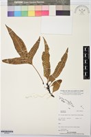 登錄號:BP03621藏品圖，第1張