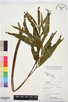 登錄號:BP03622藏品圖，第1張