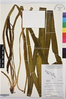 登錄號:BP03623藏品圖，第1張