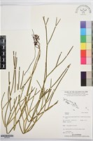 登錄號:BP03624藏品圖，第1張