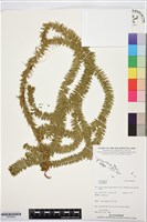 登錄號:BP03625藏品圖，第1張